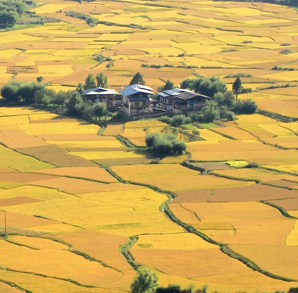 paddyfield-bhutan